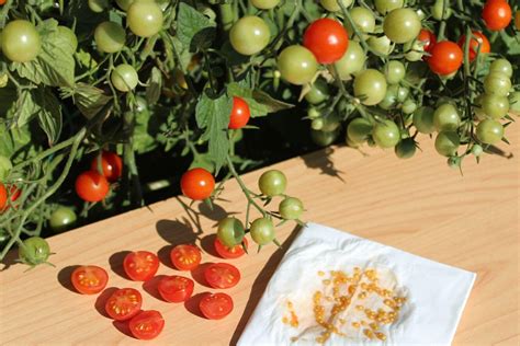 Как собрать семена помидоров в домашних условиях правильно